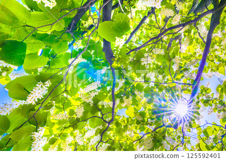 日本橫濱城市景觀。白雲樹的綠白色格外引人注目。這種花的寓意是宏偉、愛的旅程和 27 日快樂的人。 125592401