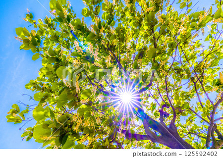 日本橫濱城市景觀。白雲樹的綠白色格外引人注目。這種花的寓意是宏偉、愛的旅程和 27 日快樂的人。 125592402