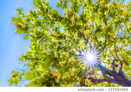 日本橫濱城市景觀。白雲樹的綠白色格外引人注目。這種花的寓意是宏偉、愛的旅程和 27 日快樂的人。 125592404
