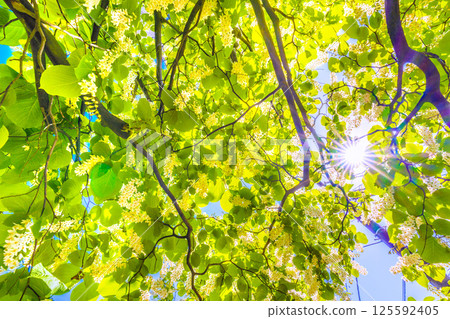Yokohama cityscape in Japan. The white and green of the white cloud tree stands out. The flower language is grandeur, a journey of love, and a cheerful person. 125592405