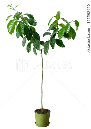 Young orange tree in a pot on a white isolated background. Fruit bush for growing in garden or orchard, decorative potted plant. 125592420