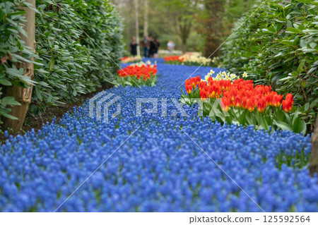 Blue muscari spring carpet Keukenhof, Holland Background 125592564