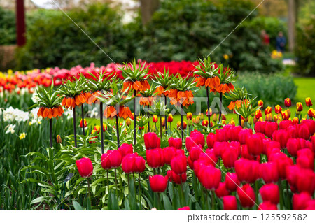 Field of the tulips and orange Fritillaria imperialis, crown imperial, imperial fritillary or Kaiser's crown. 125592582