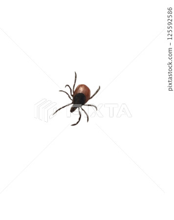 tick on white background or transparent background tick on white background or transparent background 125592586
