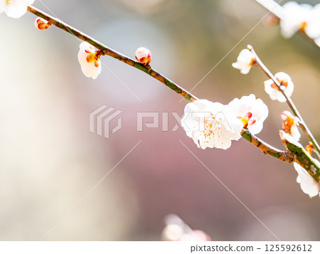 Neat white plum blossoms in full bloom heralding the arrival of spring Neat white plum blossoms in full bloom heralding the arrival of spring 125592612