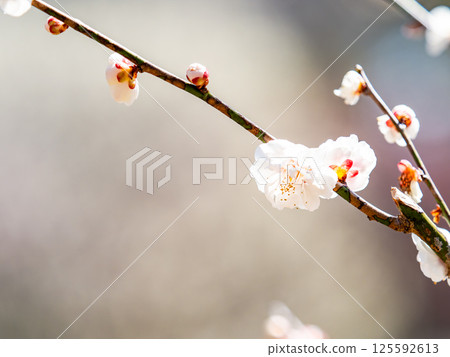 Neat white plum blossoms in full bloom heralding the arrival of spring 125592613
