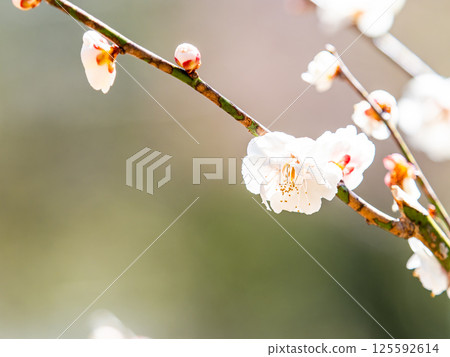 Neat white plum blossoms in full bloom heralding the arrival of spring Neat white plum blossoms in full bloom heralding the arrival of spring 125592614
