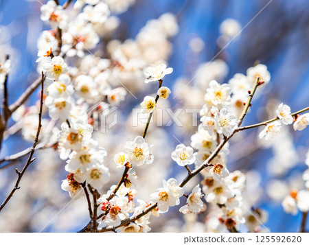 潔白的梅花在藍天的襯托下盛開，預示著春天的到來 125592620