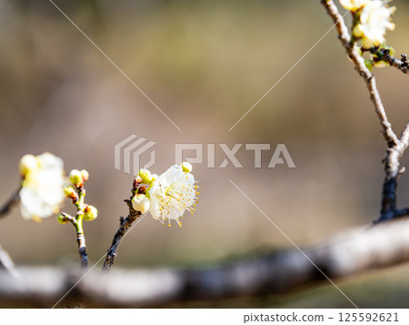 Neat white plum blossoms in full bloom heralding the arrival of spring 125592621