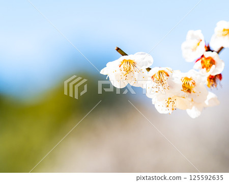 Neat white plum blossoms in full bloom heralding the arrival of spring Neat white plum blossoms in full bloom heralding the arrival of spring 125592635