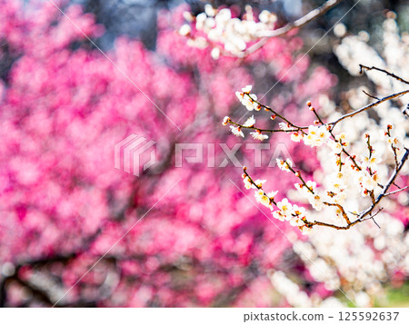 Pure white plum blossoms in full bloom, heralding the arrival of spring, with red plum blossoms in the background Pure white plum blossoms in full bloom, heralding the arrival of spring, with red plum blossoms in the background 125592637