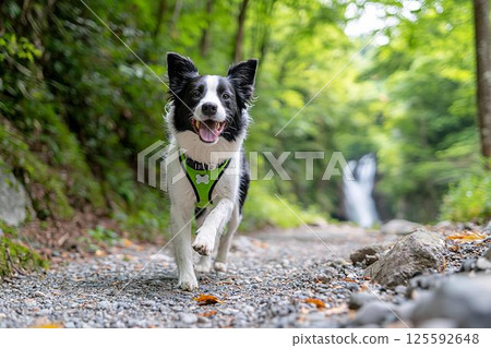 邊境牧羊犬沿著綠樹成蔭的小路行走 125592648