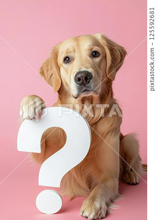 Thinking golden retriever on a pink background 125592681