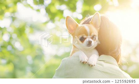 黃昏時分,公園裡一隻吉娃娃被抱起來,一臉輕鬆 黃昏時分,公園裡一隻吉娃娃被抱起來,一臉輕鬆 125592695