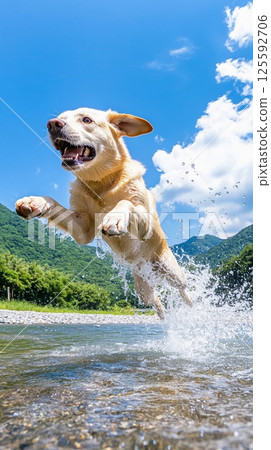 拉布拉多獵犬在河裡奮力跳躍 125592706