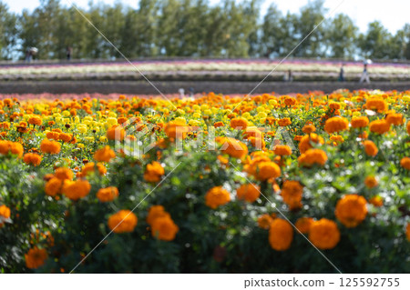 盛開著萬壽菊的彩色花田 盛開著萬壽菊的彩色花田 125592755