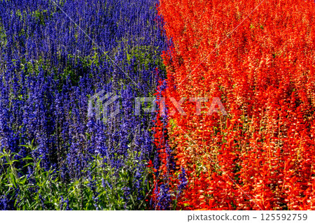 一片種滿紅色和藍色鼠尾草的花田 一片種滿紅色和藍色鼠尾草的花田 125592759
