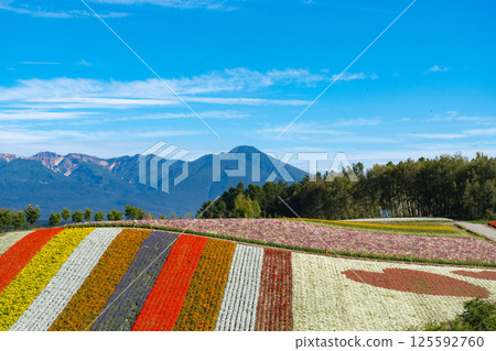 色彩繽紛的花田和十勝山的壯麗景色 125592760