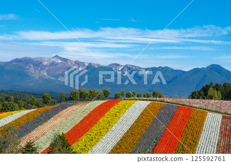 色彩繽紛的花田和十勝山的壯麗景色 125592761