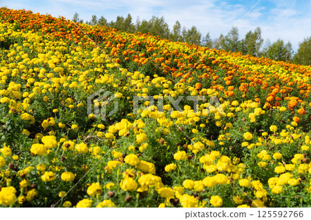 萬壽菊裝飾山坡 125592766