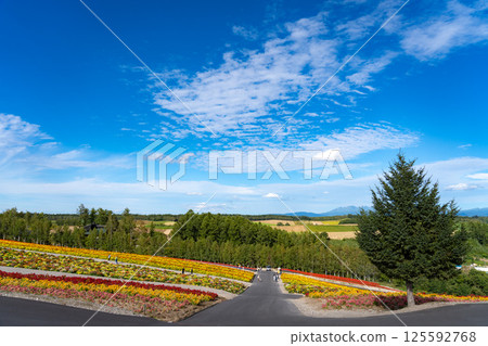 Flower fields and blue sky road at Shikisai Hills Flower fields and blue sky road at Shikisai Hills 125592768