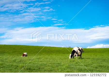 Cows grazing on a meadow and blue sky Cows grazing on a meadow and blue sky 125592772