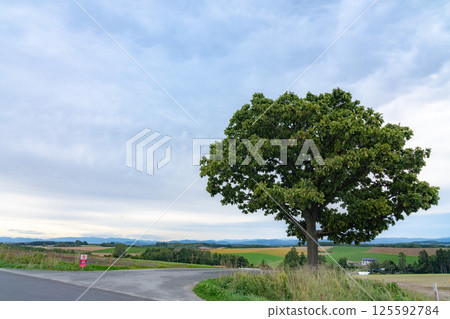 Seven Star Tree and Rural Scenery 125592784