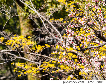 The pure and pretty pale pink plum blossoms in full bloom herald the New Year. 125592805