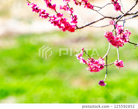 紅梅盛開，預示著春天的到來 125592852