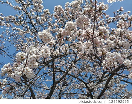 Beautiful cherry blossoms shining in the blue sky 125592955