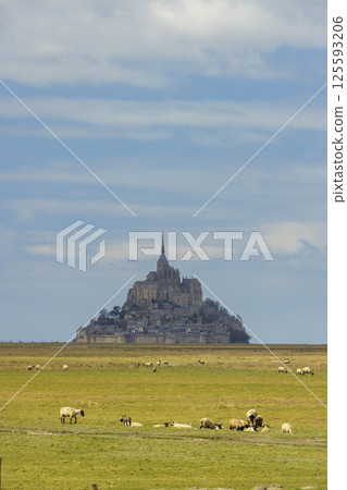 Sheep grazing in green field with Mont Saint Michel abbey rising on the horizon under blue sky 125593206