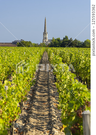 Lush vineyard rows leading to Saint Julien Beychevelle church in Nouvelle Aquitaine, France 125593362