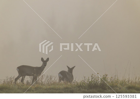Two roe deer standing in foggy field at dawn Two roe deer standing in foggy field at dawn 125593381