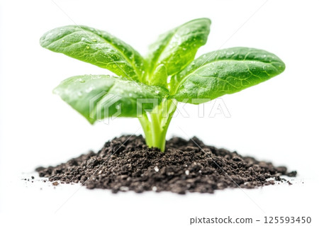 Botanical diagram of a caper plant showcasing its leaves, flowers, and buds for educational use 125593450