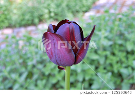 Tulip in the garden 125593643