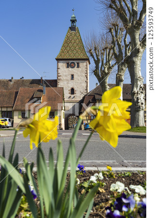 Daffodils blooming in spring in front of the medieval fortified town of Niedermorschwihr, France 125593749