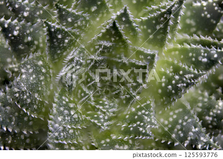 Macro photography of an aloe aristata plant showing details of its spiky leaves Macro photography of an aloe aristata plant showing details of its spiky leaves 125593776
