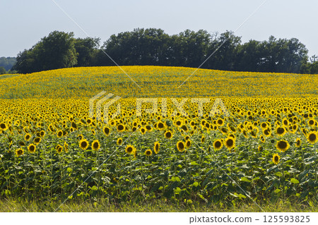 Sunflowers field covering a hill in the countryside landscape under blue sky Sunflowers field covering a hill in the countryside landscape under blue sky 125593825
