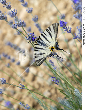 Fennel Swallowtail on lavender, Provence, France 125593839