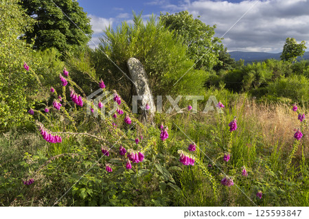 Foxgloves growing near an ancient standing stone in the scottish highlands Foxgloves growing near an ancient standing stone in the scottish highlands 125593847