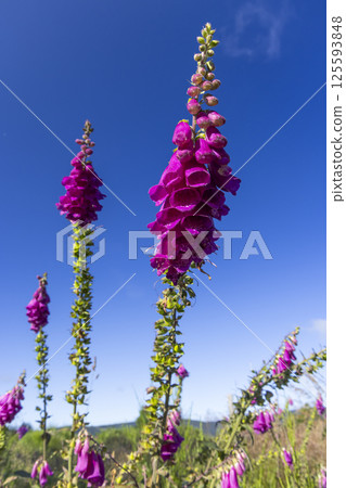 Purple foxglove flowers growing against blue sky Purple foxglove flowers growing against blue sky 125593848