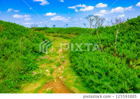 [Background] A natural path made of green plants at Higashi-Hennasaki Cape, a famous tourist spot on Miyako Island and a tropical vacation spot (Miyakojima City, Okinawa Prefecture) 125593885