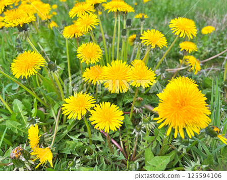 Dandelion flowers in the city park Dandelion flowers in the city park 125594106