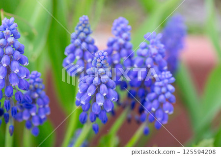 Armenian Viper Bow. Armenian mouse hyacinth. Muscari is Armenian. Muscari armeniacum. Bright blue flowers in early spring 125594208