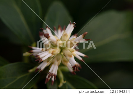 Japanese Pachysandra Flowers in Bloom. A small white flower on a branch in the garden, macro. 125594224