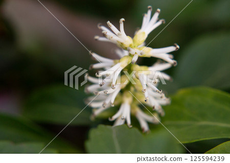 Japanese Pachysandra Flowers in Bloom. A small white flower on a branch in the garden, macro. Japanese Pachysandra Flowers in Bloom. A small white flower on a branch in the garden, macro. 125594239