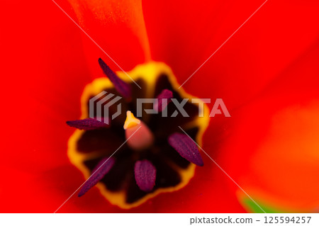 The detail of the tulip center is a macro shot of the pistil and stamens of a red tulip on a sunny day. 125594257