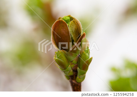 Norway Maple (Acer platanoides). Budding on a maple tree. Macro. Early spring and the appearance of new leave on the trees. 125594258