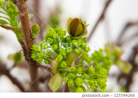 Norway Maple (Acer platanoides), flowering. Delicate green maple flowers and buds on a branch in the garden in early spring. Spring natural background. 125594260