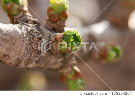 Norway Maple (Acer platanoides). Budding on a maple tree. Macro. Early spring and the appearance of new leave on the trees. 125594264